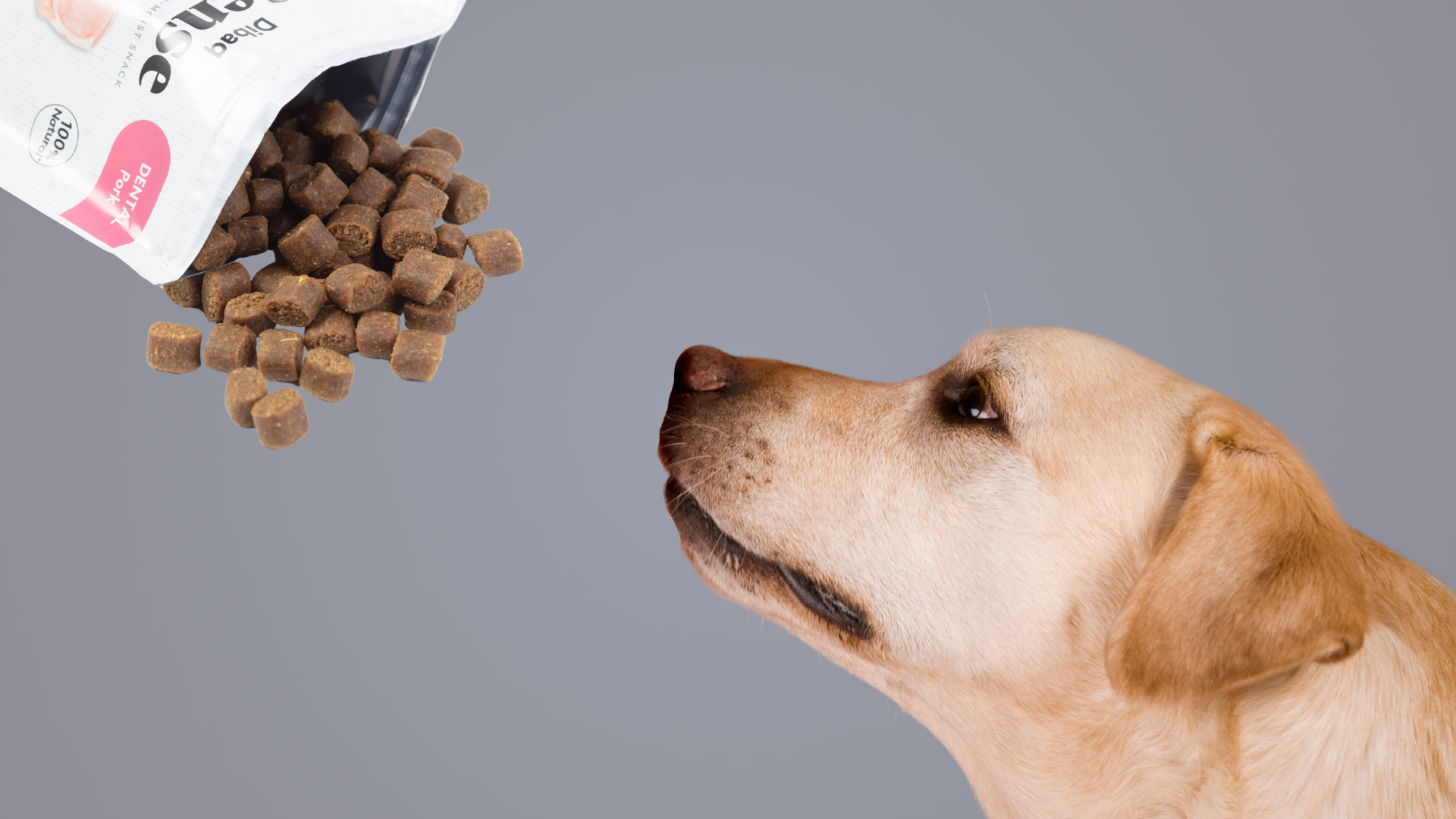 Snacks para perros